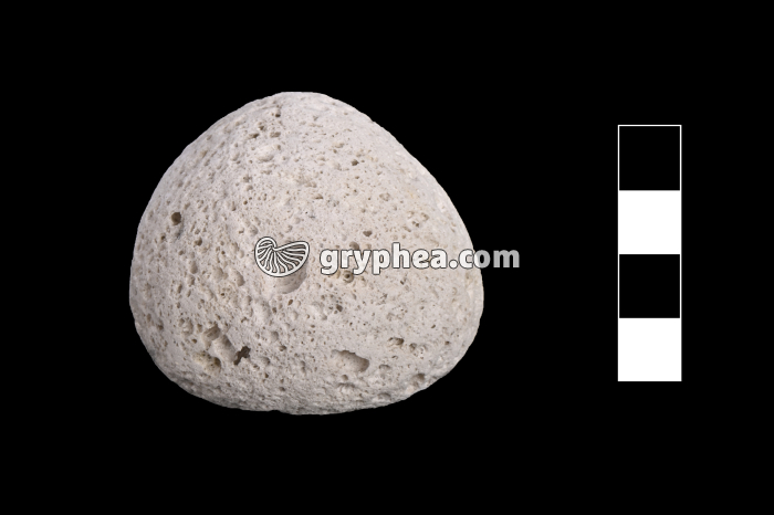 Ponce - échantillon - galet (Lac Taupo, NZ) - gryphea.com